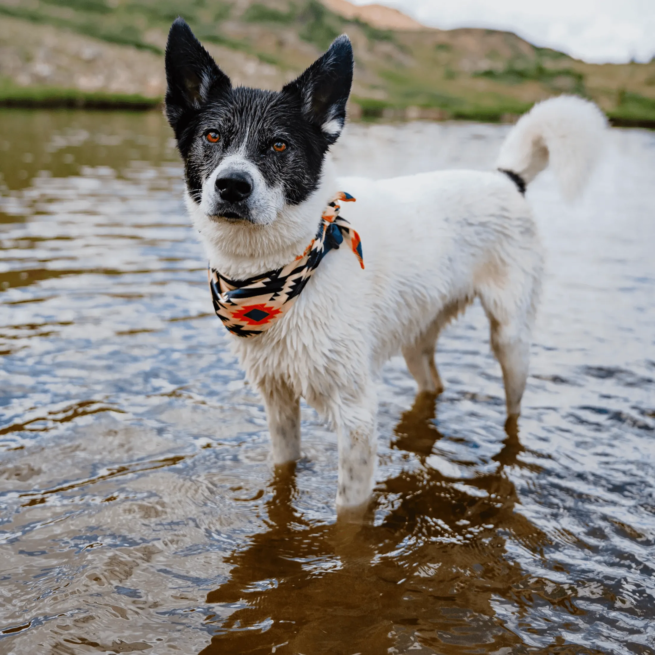 Dakota Cooling Bandana